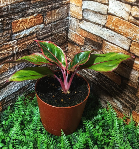 Аглаонема «Ред Голд»  Aglaonema 'Red Gold'